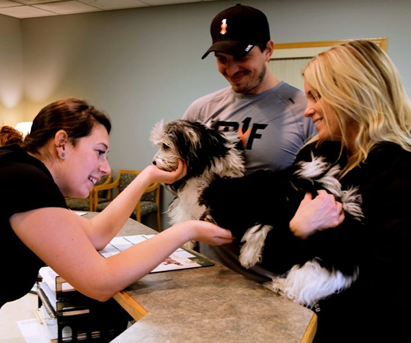 Team-02 vet team greeting dogs