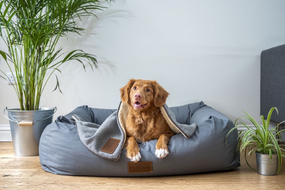 The Benefits of Our In-House Veterinary Lab