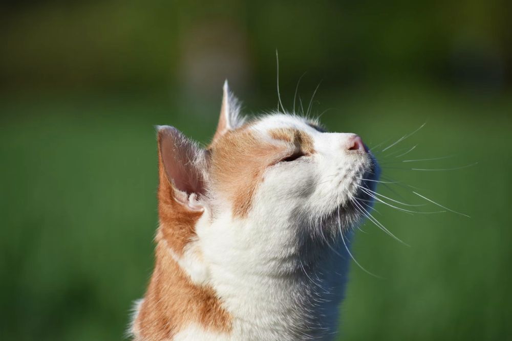 a-close-up-of-a-cat-with-its-eyes-closed Permanent Identification for Peace of Mind