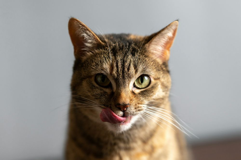 Advanced In-House Laboratory Testing for Pets