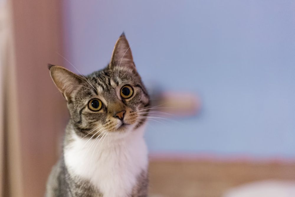 a-grey-and-white-cat-sitting-on-top-of-a-wooden-floor Compassionate, Experienced, and Always Here for You