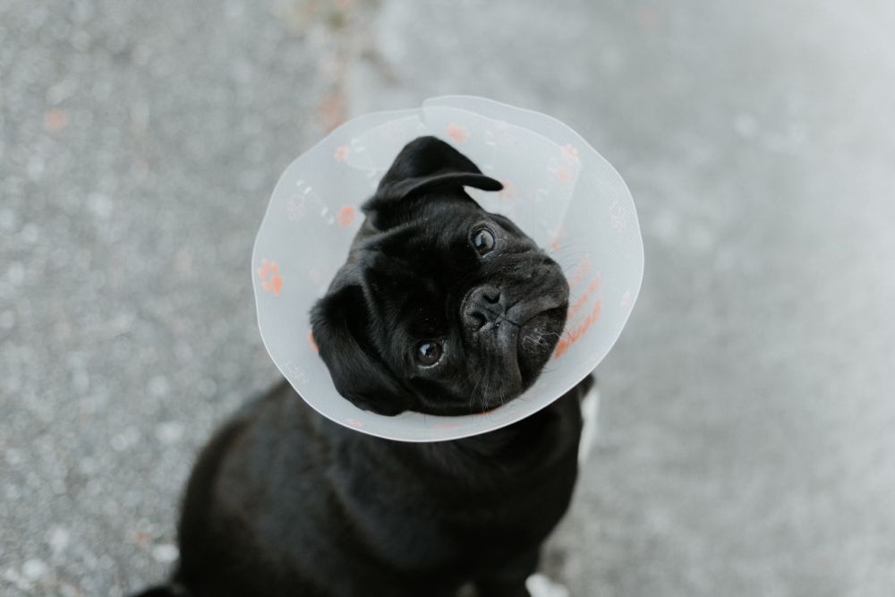 Expert Pet Surgery Services with Compassionate Care