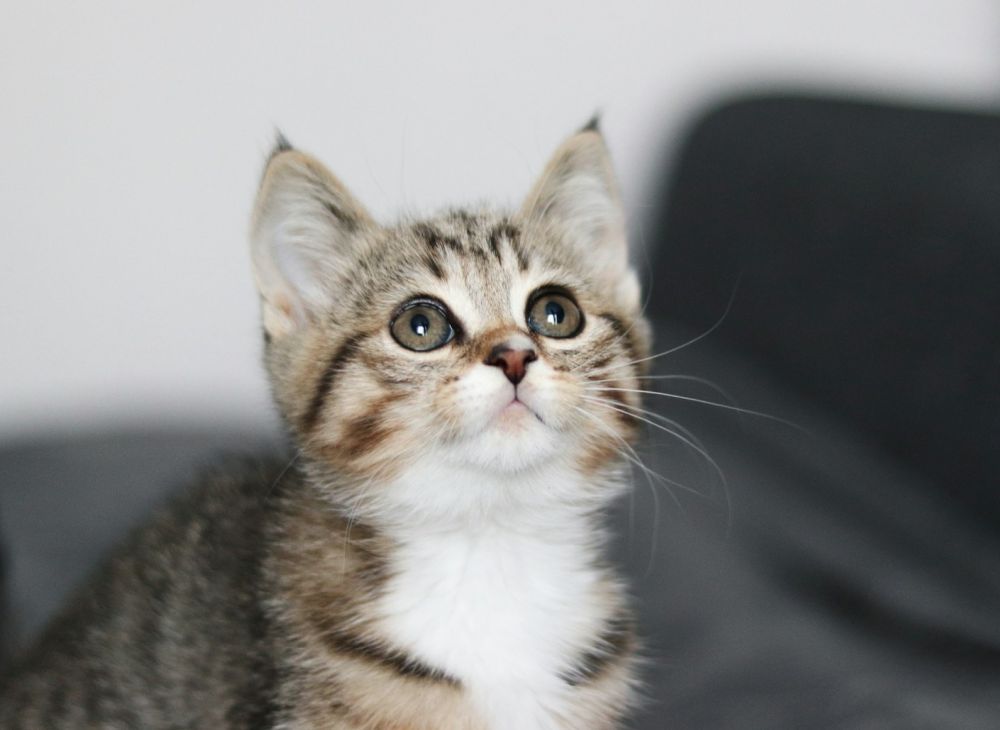 a-small-kitten-sitting-on-of-a-black-couch Compassionate, Experienced, and Always Here for You