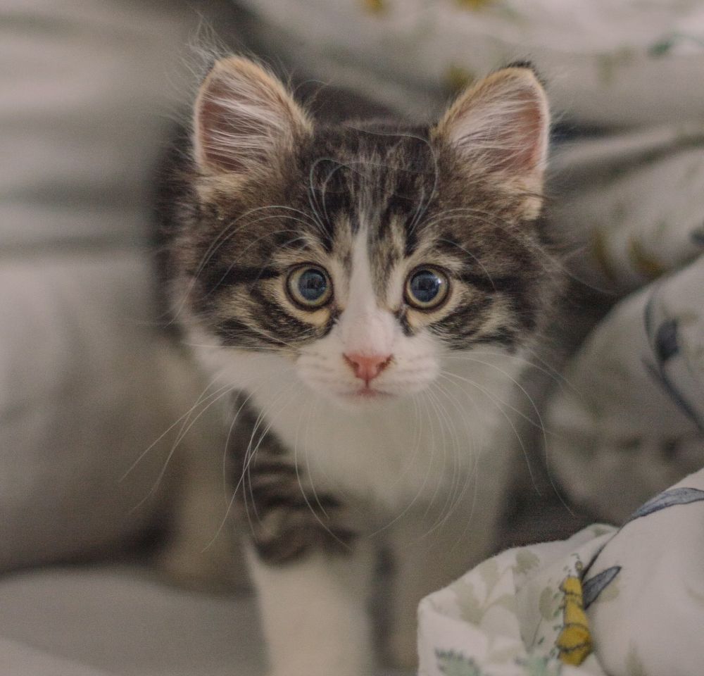 What Are Pet Vaccines
