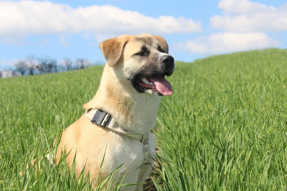Why Pet Owners Trust Us for Surgical Care