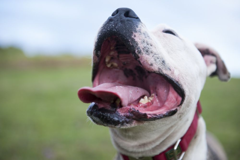 Why Dental Care Matters for Pets