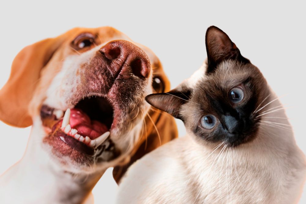 Comprehensive Pet Dental Care You Can Trust