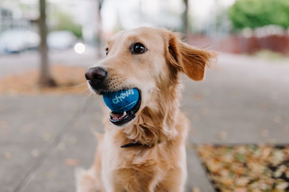 The Importance of Pet Vaccination