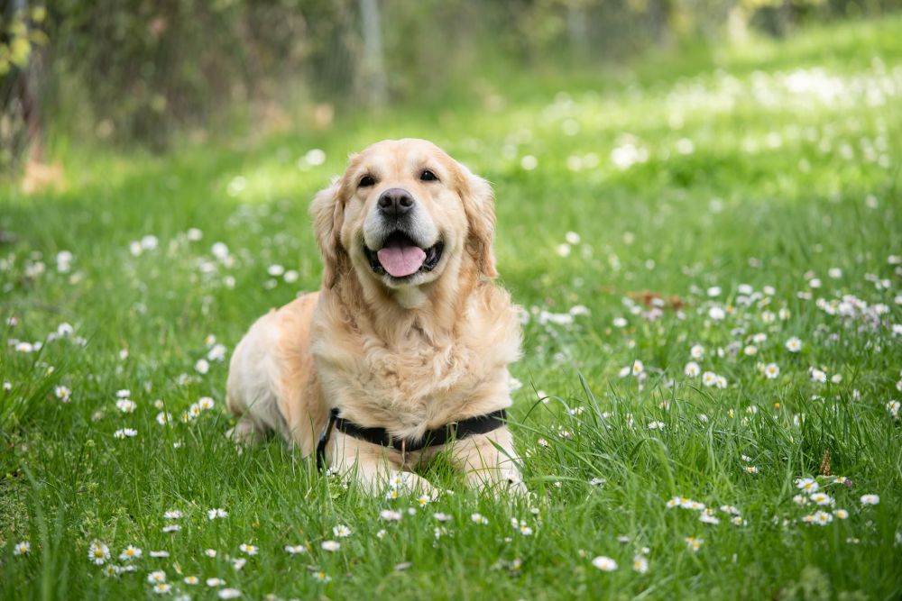 Compassionate, Experienced, and Always Here for You