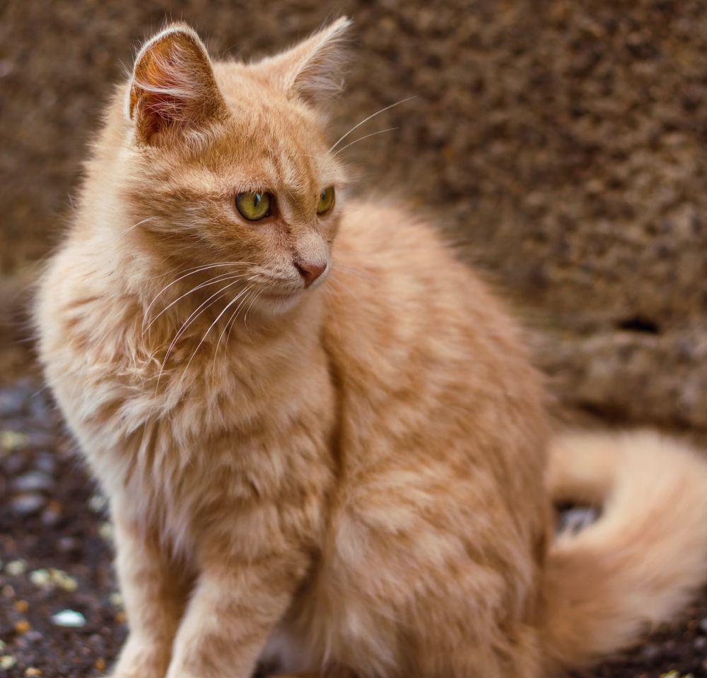 What to Expect During a Pet Vaccine Visit