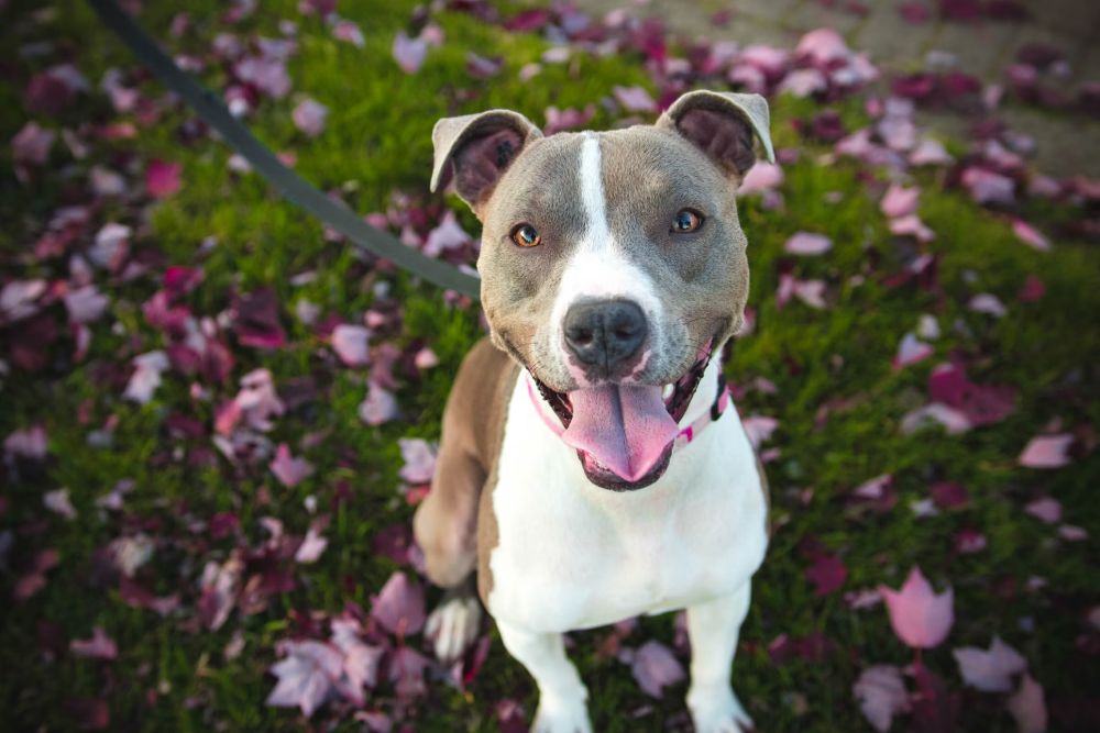 Safe, Effective Protection from Fleas, Ticks, and Heartworms