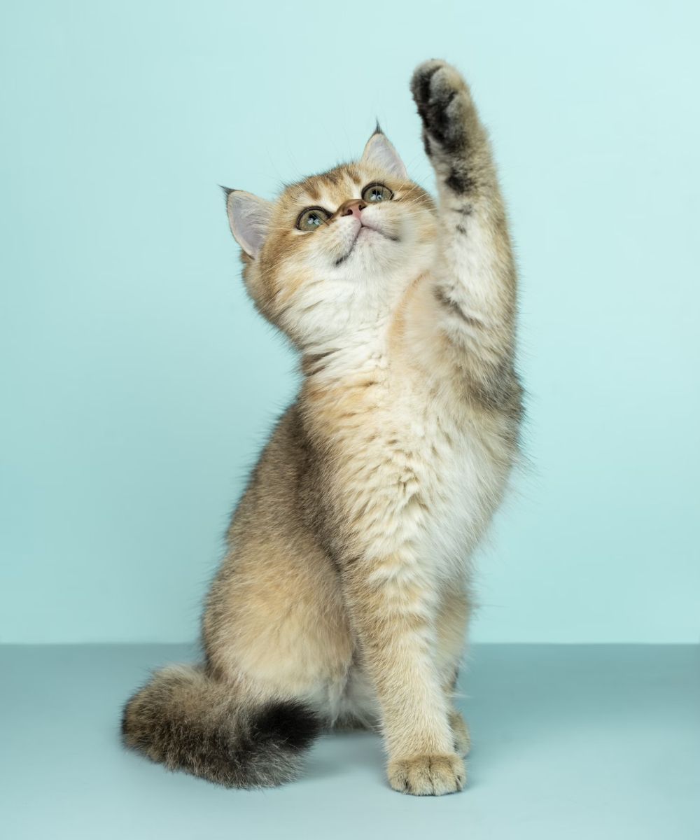 What to Expect During a Pet Wellness Exam