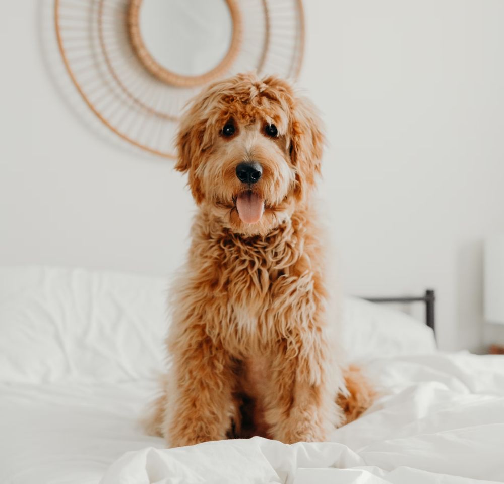 Comprehensive Surgical Services for Your Pet