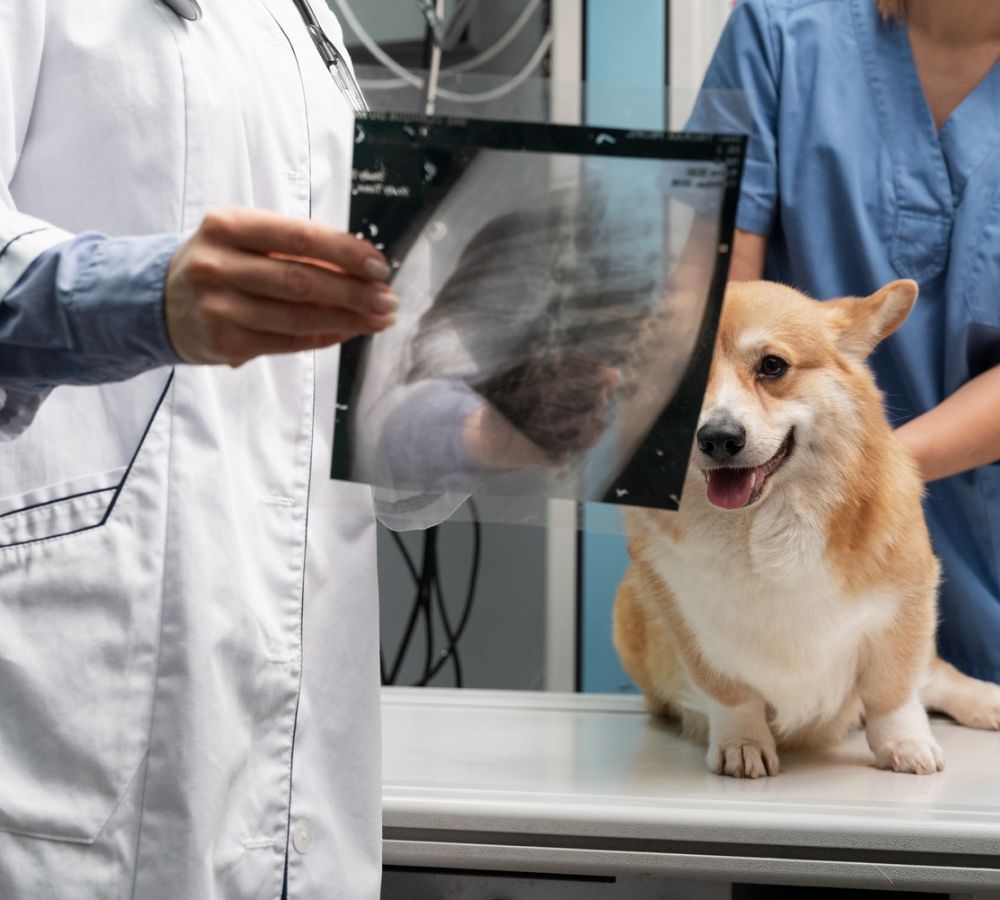 Ultrasound Imaging
