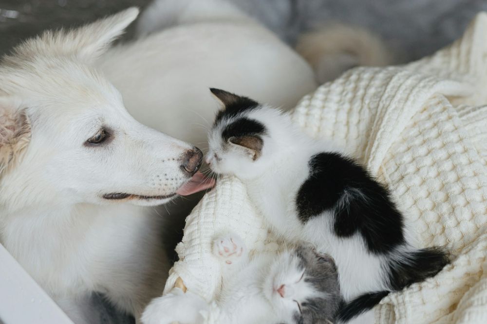 adorable white dog licking cute little kittens